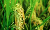 首批国家数字乡村试点地区名单公布